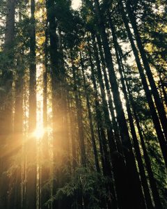 Light through redwoods